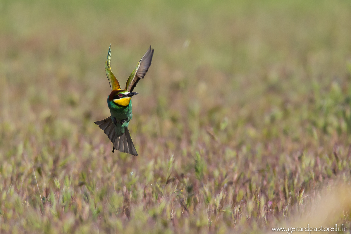 Bee eater 50